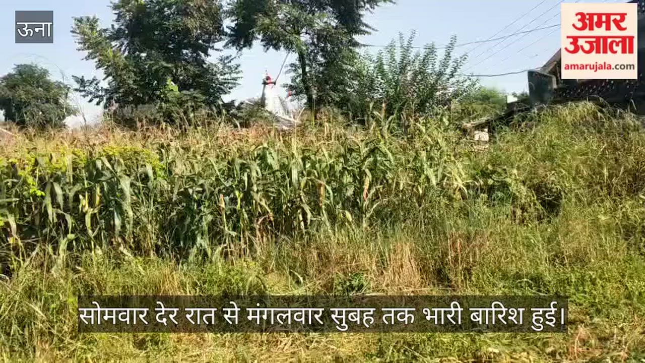 heavy rain relief for farmers maize crop weather fear
