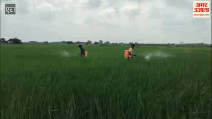 Farmers worried due to leaf folder infestation in paddy crop.