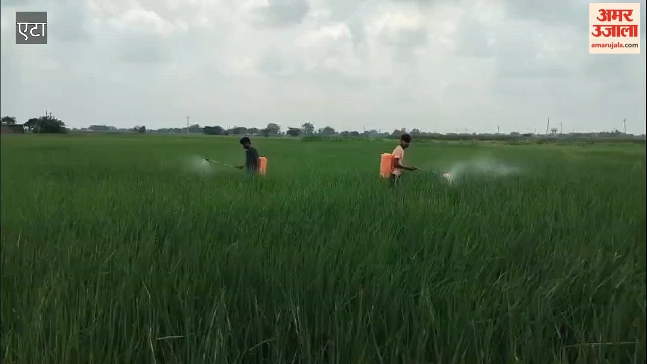 Farmers worried due to leaf folder infestation in paddy crop.