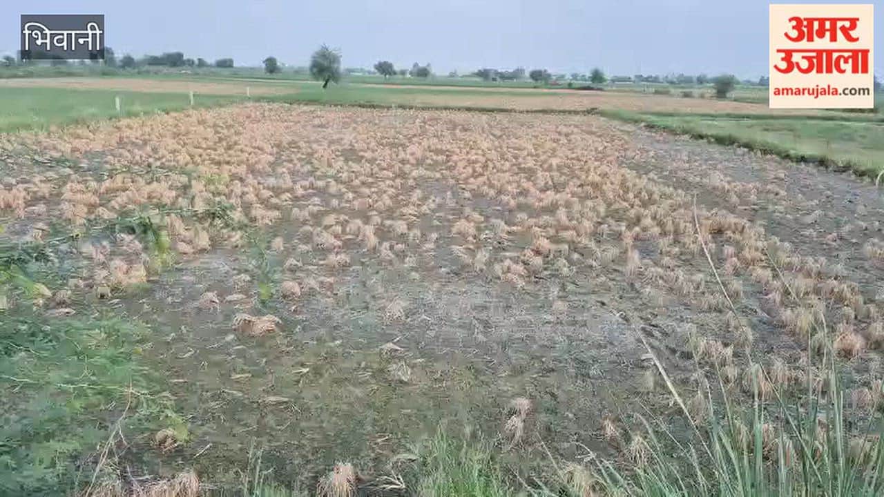 Farmers' hopes wither in Bhiwani fields; paddy, guar, and moong crops hit by drought.