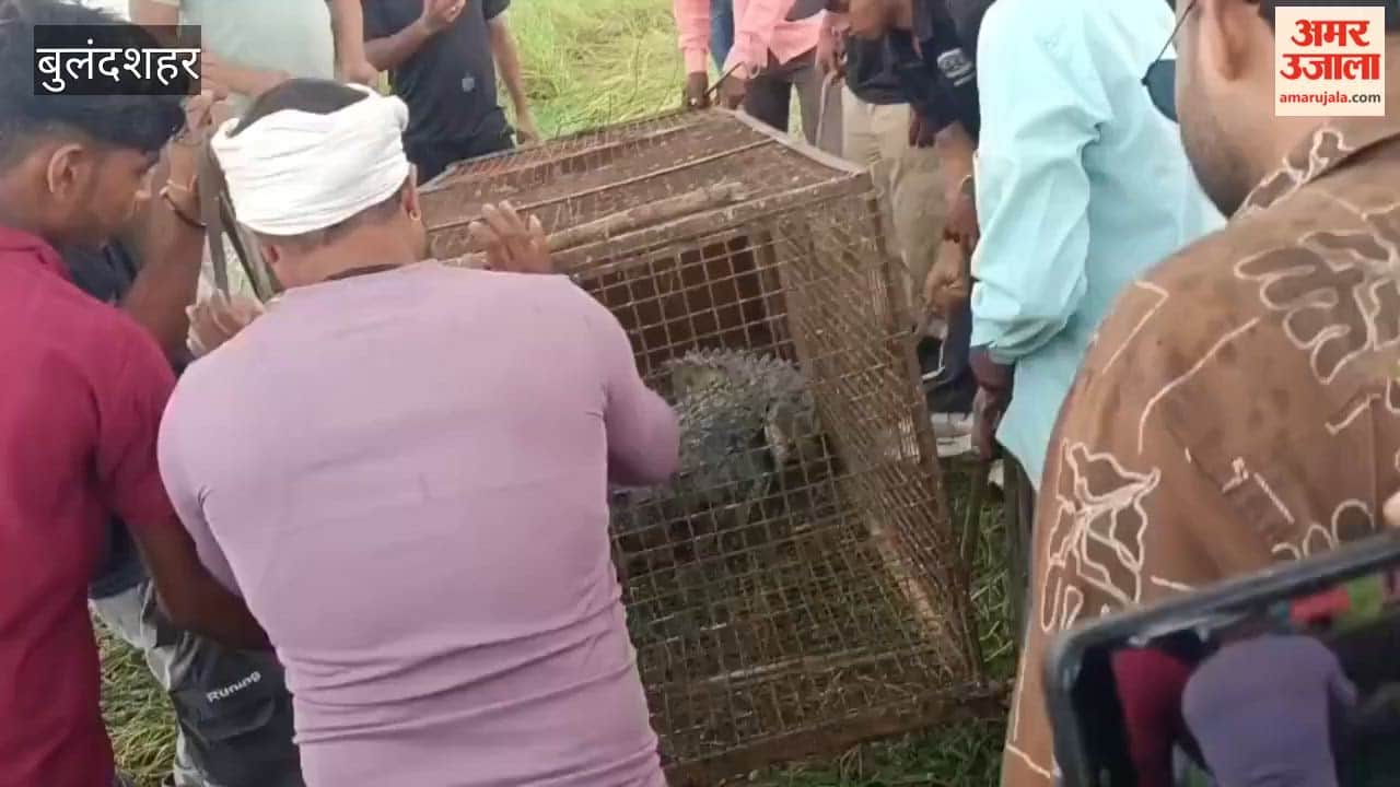 Massive 8 foot crocodile caught in Bulandshahr Badarkha village after 20 days
