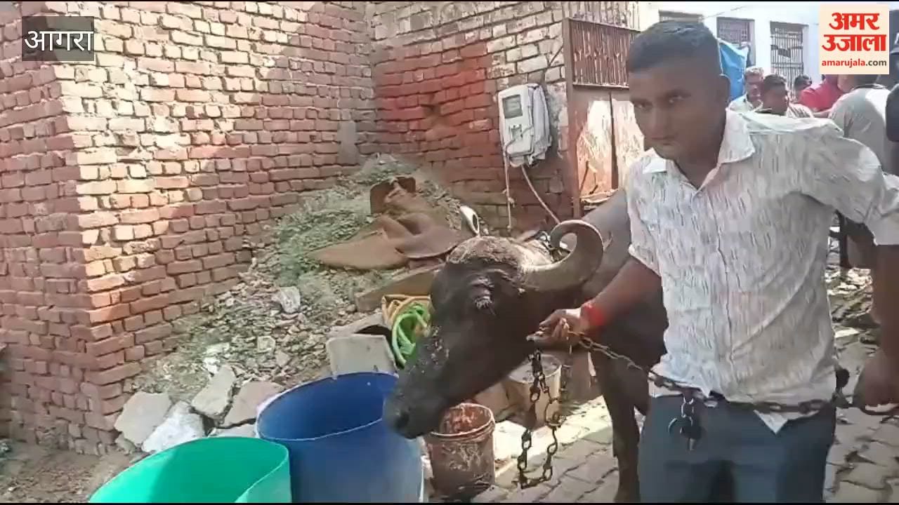 Flushing dung into drains proves costly; Municipal Corporation confiscates four buffaloes.