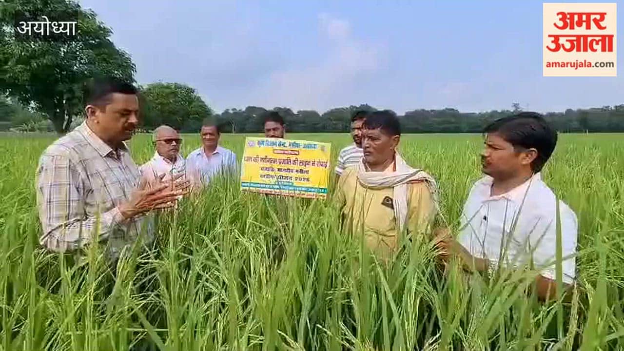 कम समय में तैयार होगी मालवीय मनीला धान की फसल, अयोध्या में कराया गया परीक्षण