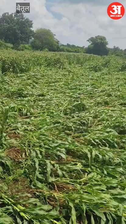 Nature's Fury in Betul: Storm Ravages Fields; Hundreds of Acres of Crops, Including Maize, Destroyed