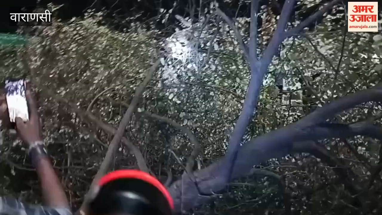 Nine-foot-long python spotted tree near Kaithi toll plaza panic ensues
