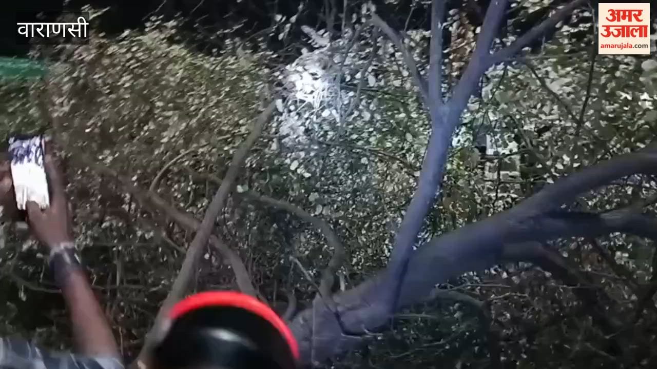 Nine-foot-long python spotted tree near Kaithi toll plaza panic ensues