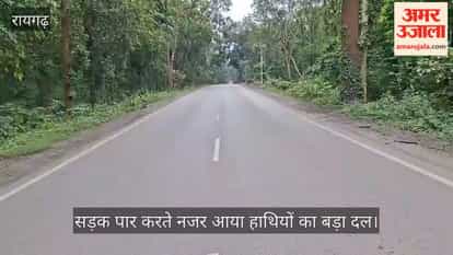 Raigarh: Herd of 31 Elephants Suddenly Crosses Road, Traffic Comes to a Halt; Passersby Capture the Scene