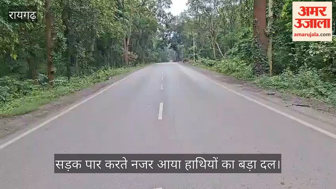 Raigarh: Herd of 31 Elephants Suddenly Crosses Road, Traffic Comes to a Halt; Passersby Capture the Scene