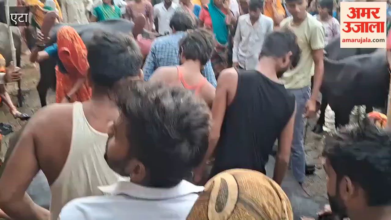 Two Buffaloes Die of Electric Shock in Gaganpuri