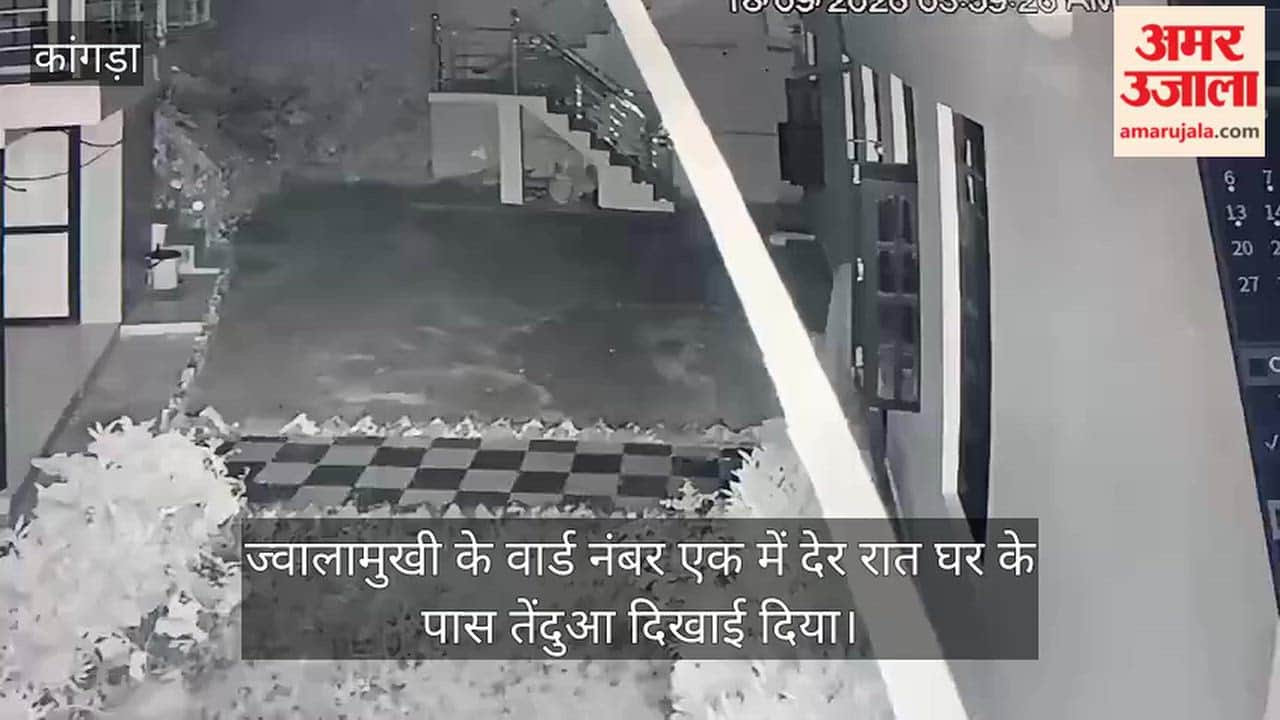 jawalamukhi leopard spotted outside house cctv captured kangra