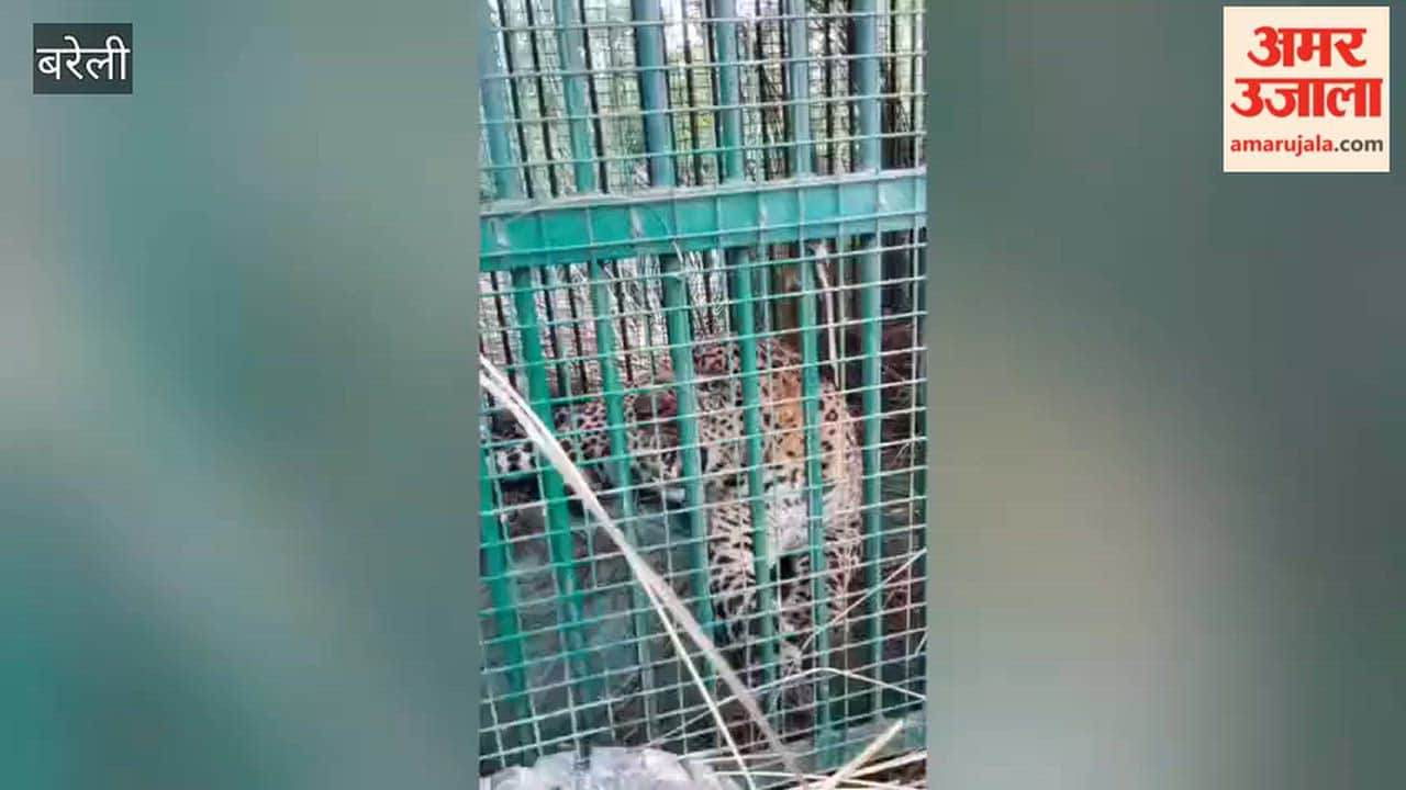 Leopard caught in Bareilly