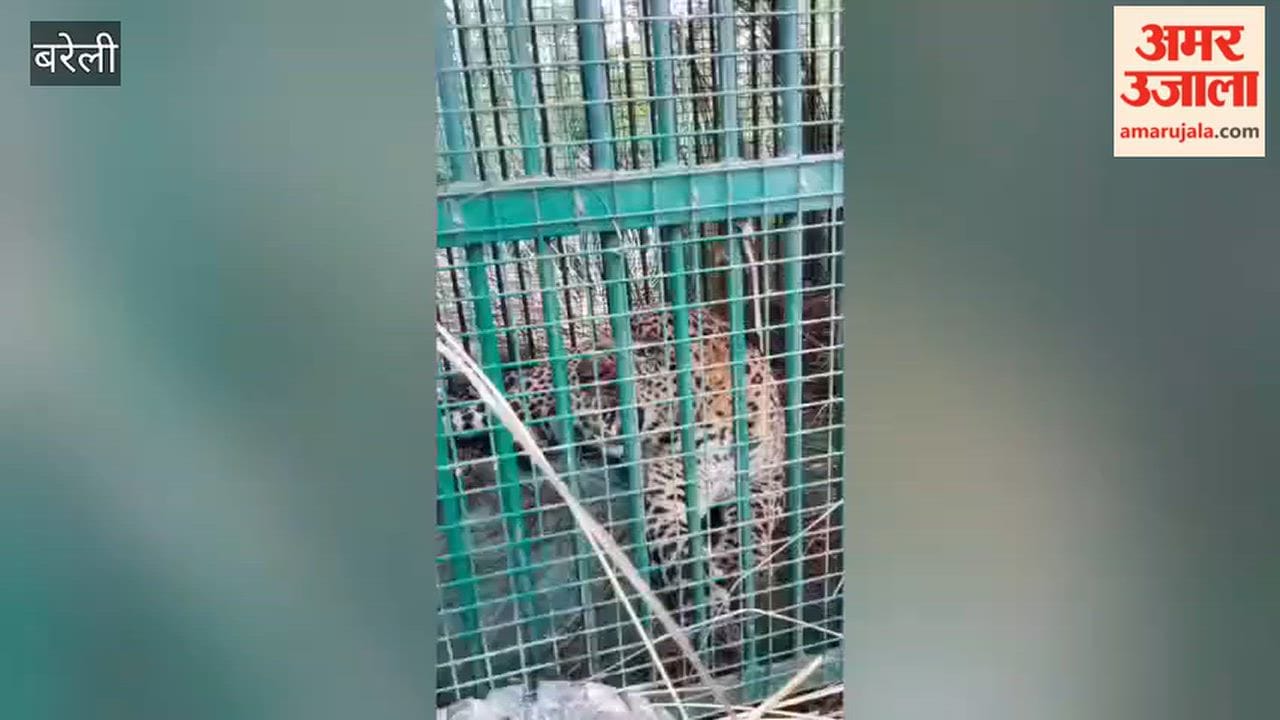 Leopard caught in Bareilly