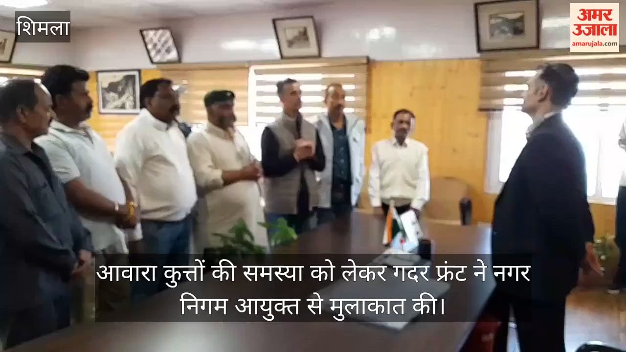 shimla stray dog attacks gadar front demands action from municipal corporation