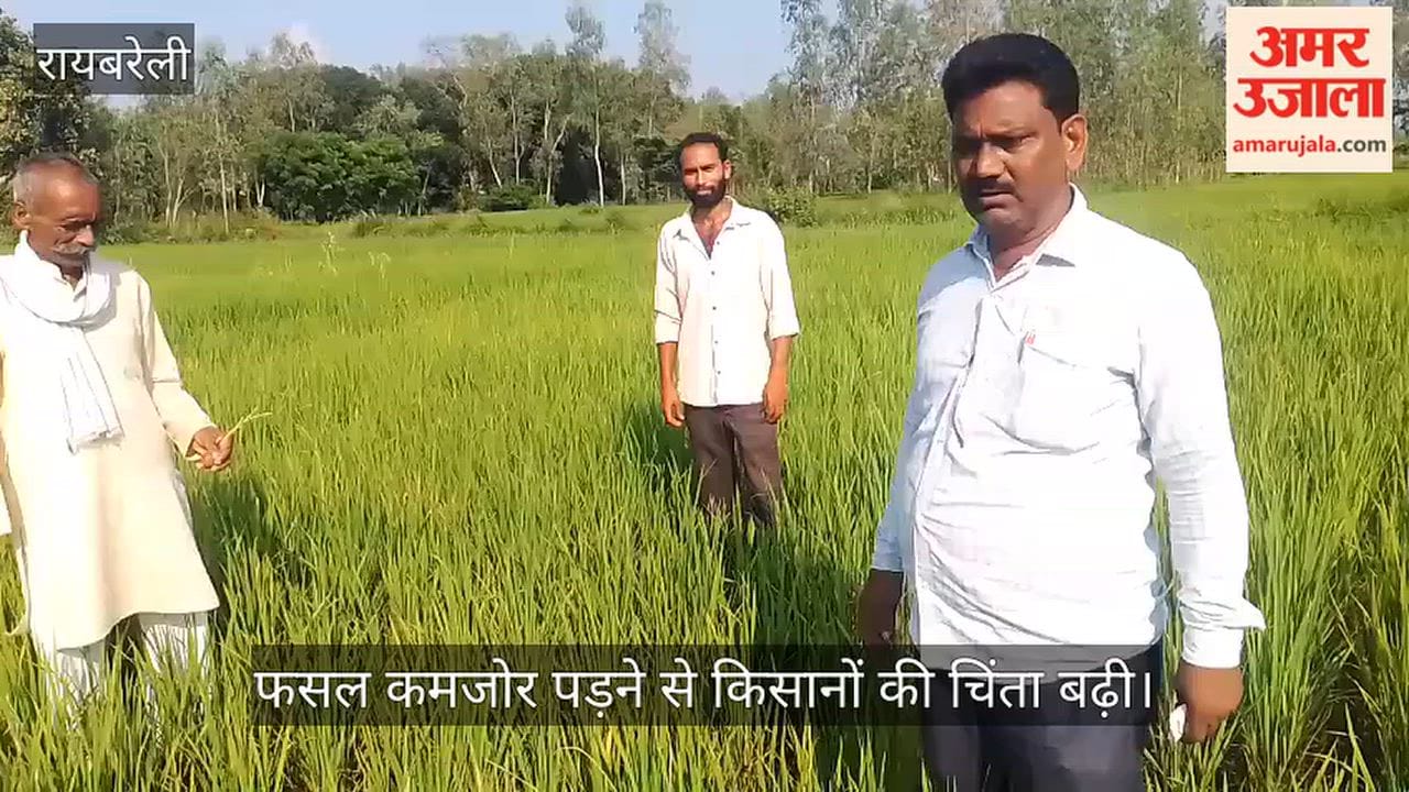 VIDEO: धान की फसल पर रोगों का हमला, किसान परेशान