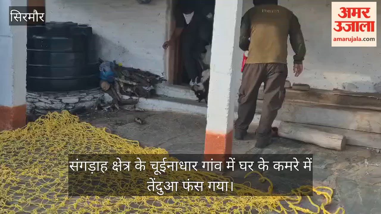 sirmaur chuinalhar leopard trapped house 36 hours rescue forest