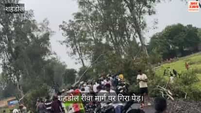 Trees fell in several places due to rain; the Shahdol-Rewa route was disrupted.