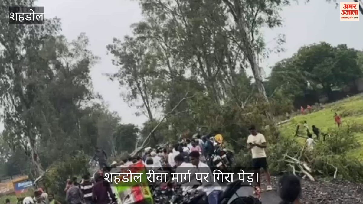 शहडोल मौसम: तेज हवा और बारिश से कई जगह पेड़ गिरे, शहडोल-रीवा मार्ग बाधित; बाइक-ऑटो क्षतिग्रस्त