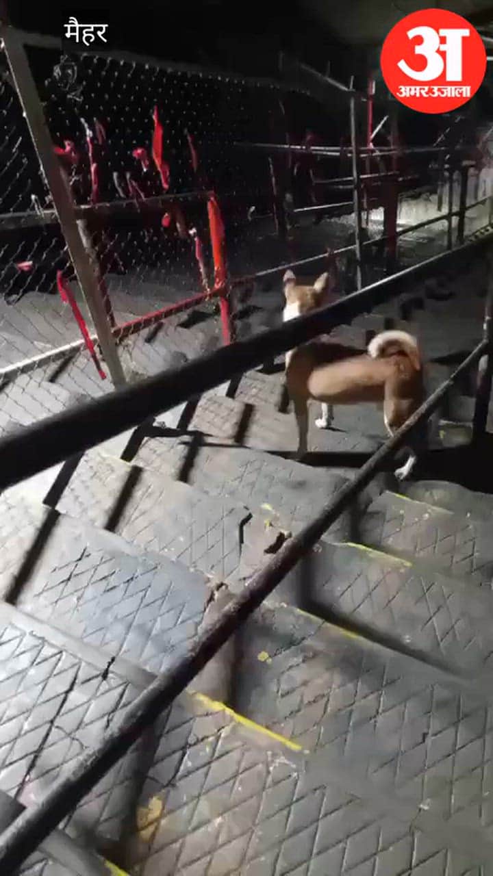 Leopard spotted on the steps of Maa Sharada Temple; video goes viral.