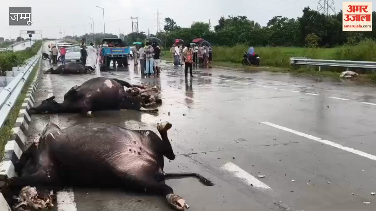Five animals killed and four injured after being hit by vehicles on the Ring Road.
