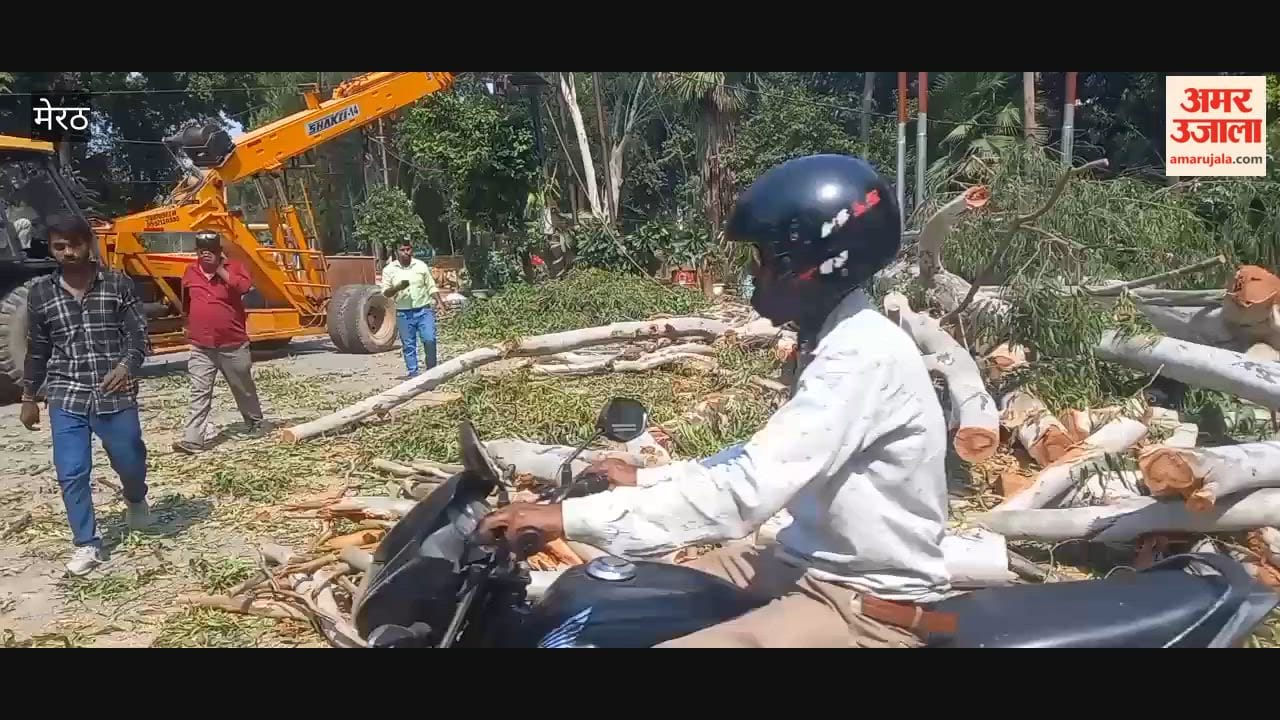 Large Green Trees Cut Down at Circuit House Gate Under CM Grid Project in Meerut