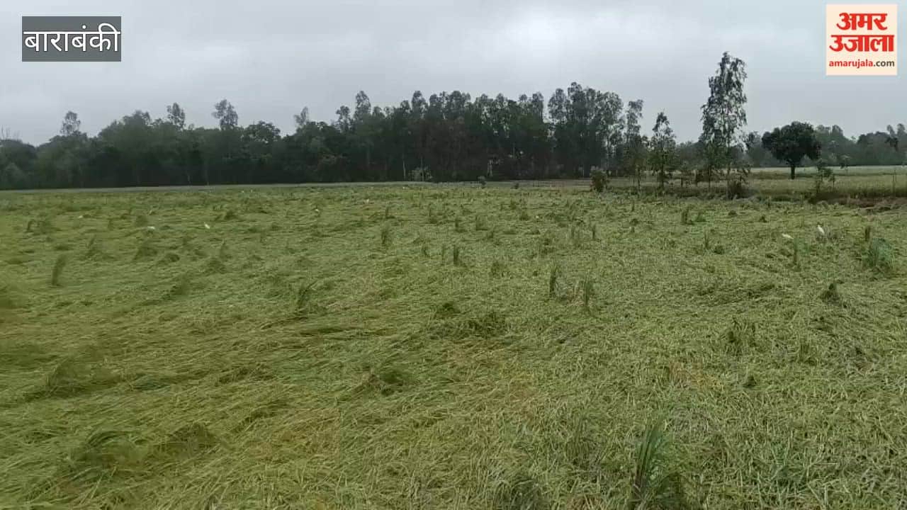 बाराबंकी में बारिश से धान की फसल को भारी नुकसान, किसान चिंतित