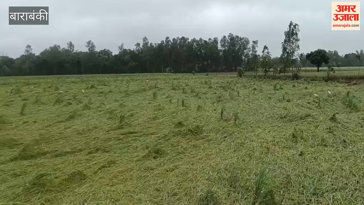 बाराबंकी में बारिश से धान की फसल को भारी नुकसान, किसान चिंतित