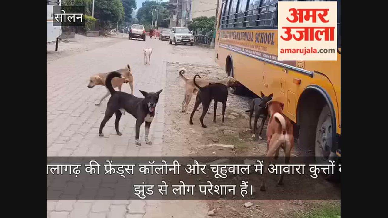 nalagarh friends colony chuhuwal stray dogs menace children elderly