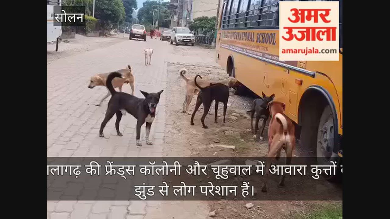 nalagarh friends colony chuhuwal stray dogs menace children elderly