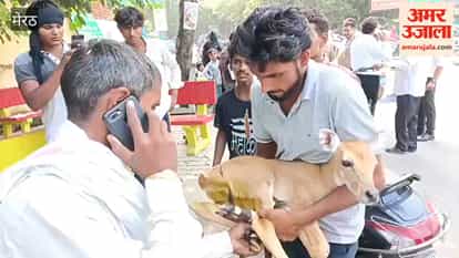 Nilgai Calf Injured in Stray Dog Attack, Farmers Reach Meerut Commissionerate Seeking Treatment