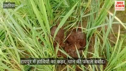Umaria Herd of Elephants Strays Into Farmlands Wreaks Havoc on Ready-to-Harvest Paddy
