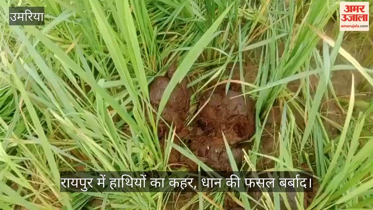 Umaria Herd of Elephants Strays Into Farmlands Wreaks Havoc on Ready-to-Harvest Paddy