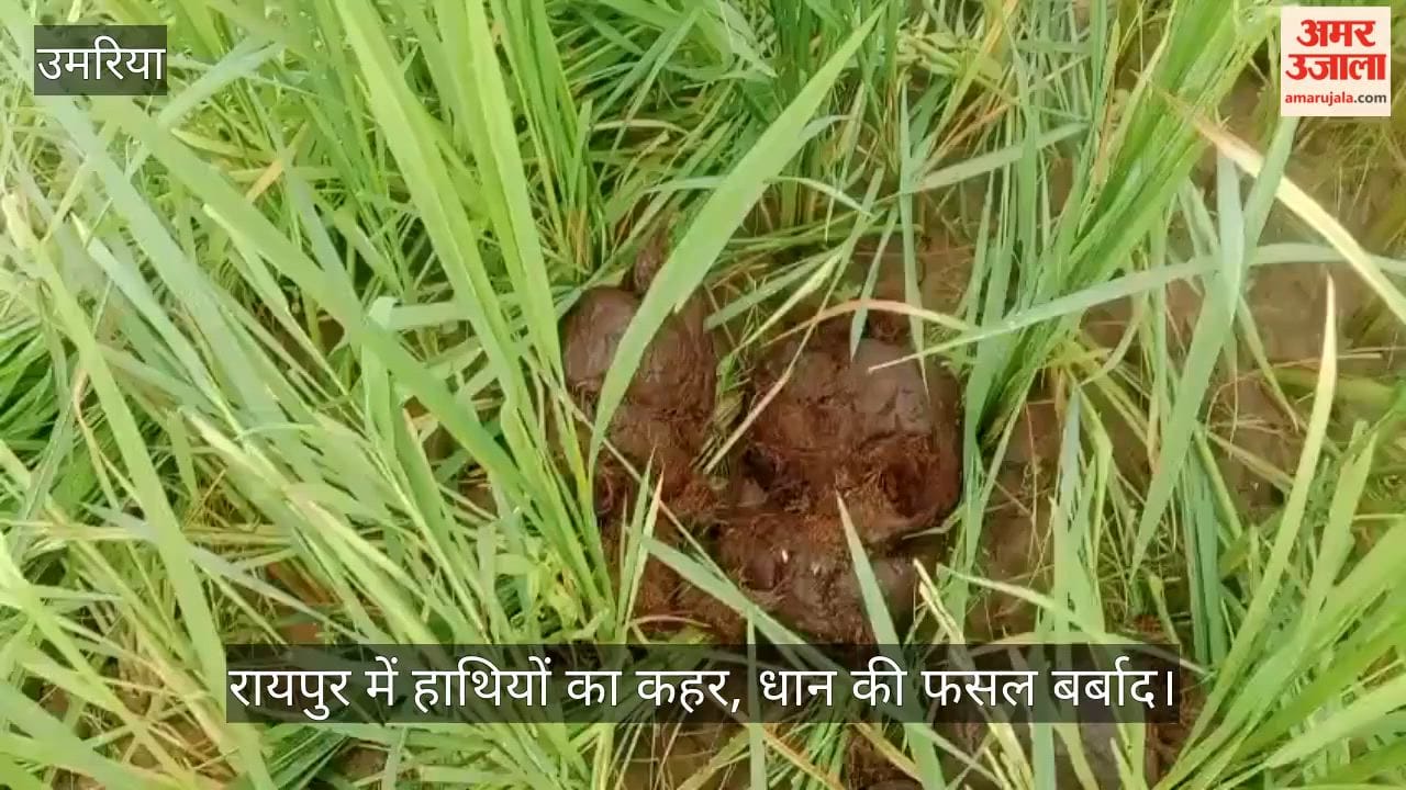 Umaria Herd of Elephants Strays Into Farmlands Wreaks Havoc on Ready-to-Harvest Paddy