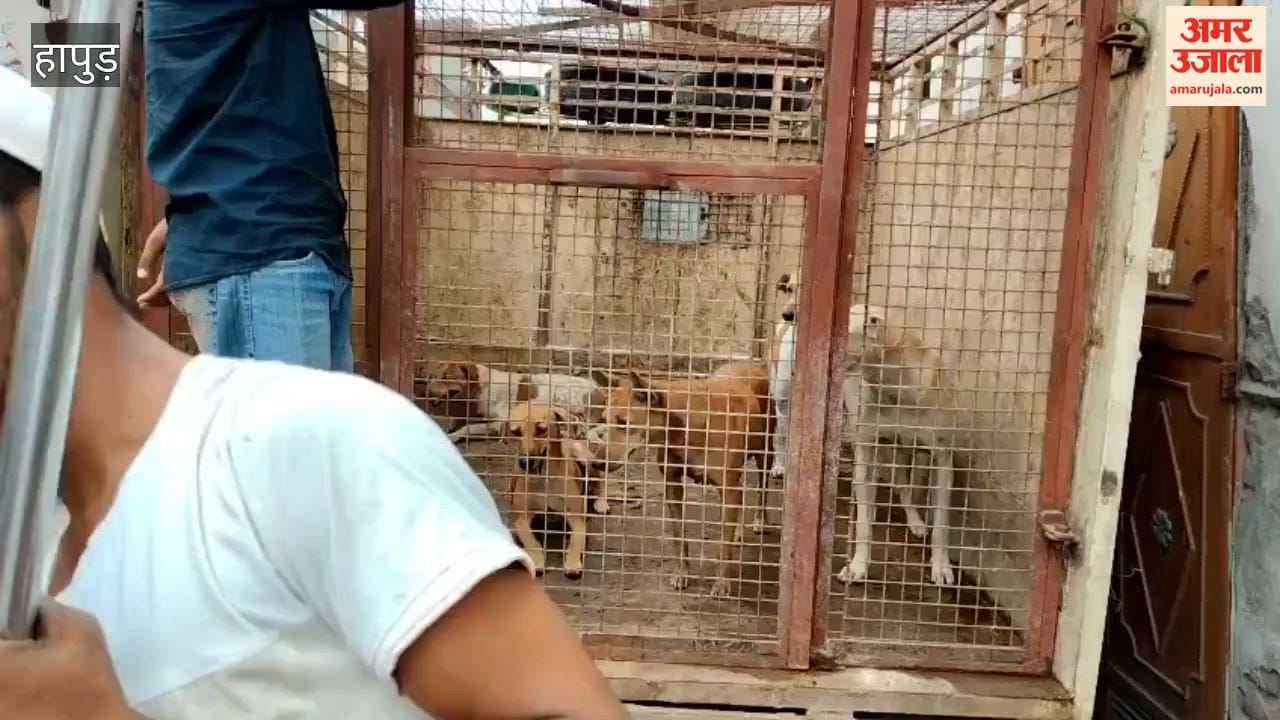 Sterilization drive intensified in three neighborhoods over 12 dogs caught