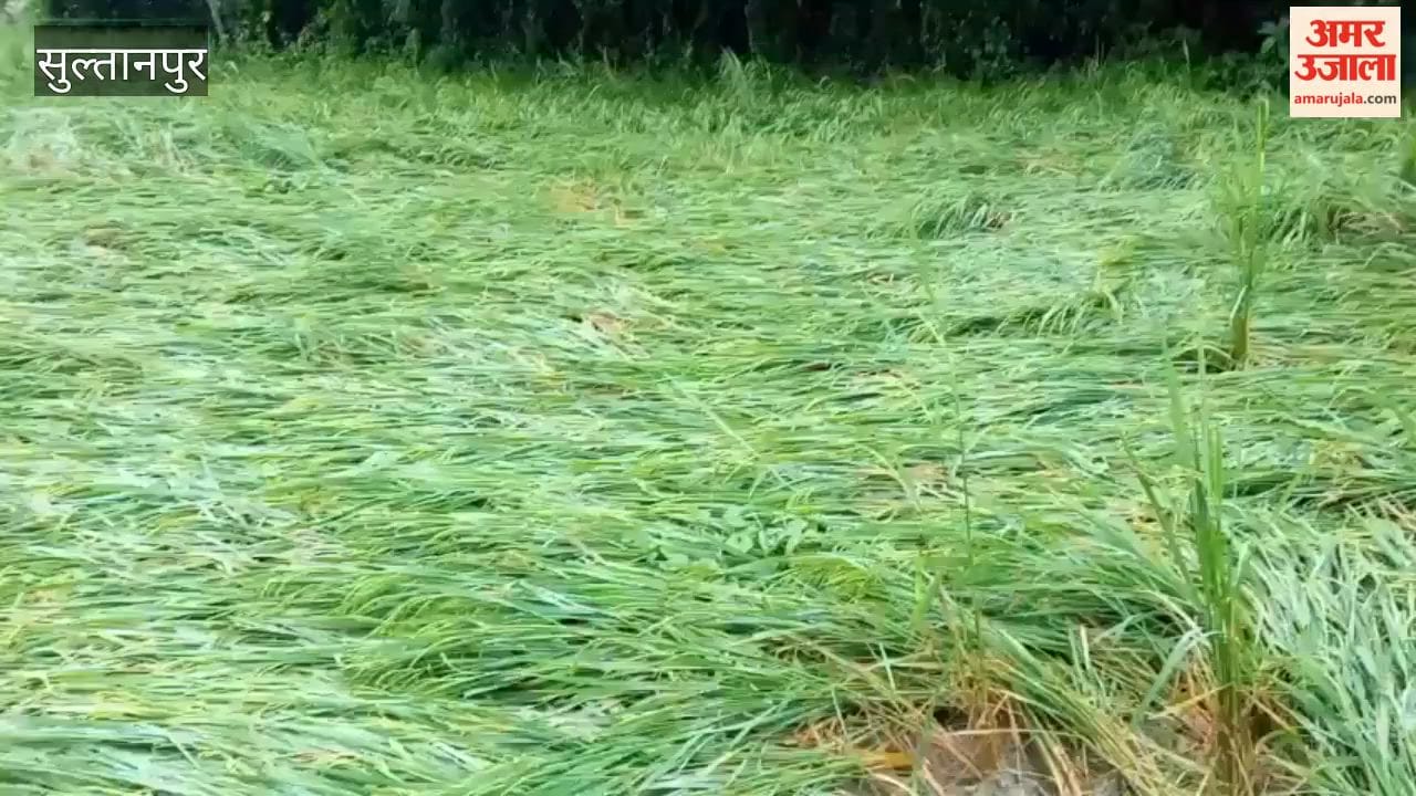 सुल्तानपुर में तेज हवा-बारिश से गिरी धान की फसल, किसानों की मेहनत पर फिरा पानी