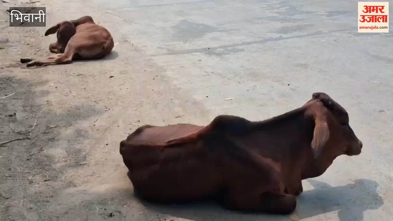 Veterinarians from the Animal Husbandry Department in Bhiwani appeal to people to keep certain points in mind while offering 'Go-gras' (a portion of food for cows) during the Shradh period.