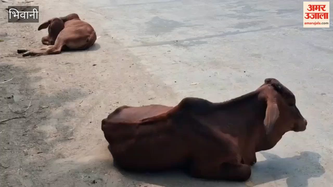 Veterinarians from the Animal Husbandry Department in Bhiwani appeal to people to keep certain points in mind while offering 'Go-gras' (a portion of food for cows) during the Shradh period.