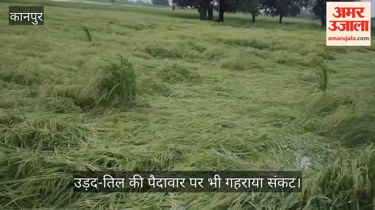 Rain wreaks havoc in Kanpurs Ghatampur ripe paddy crop flattened in the fields
