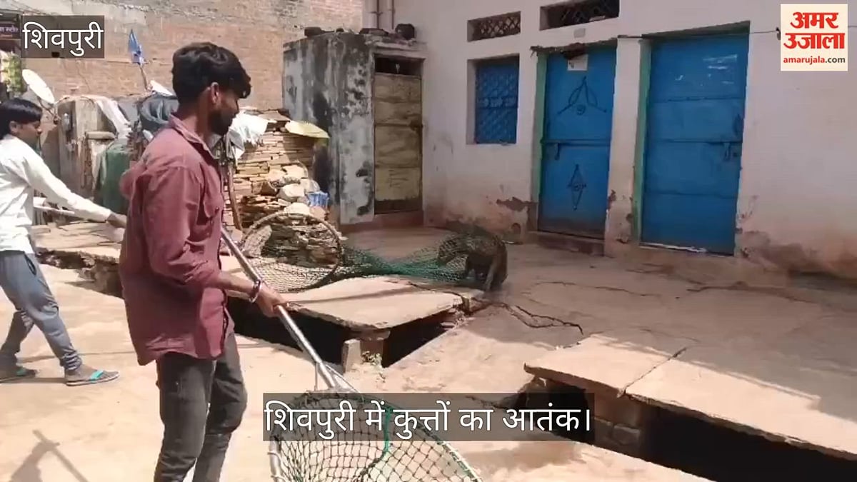 काले कुत्ते का आतंक: शिवपुरी में 35 से ज्यादा लोगों को काटा, बच्चे समेत कई घायल; नगर पालिका की टीम ने पकड़ा