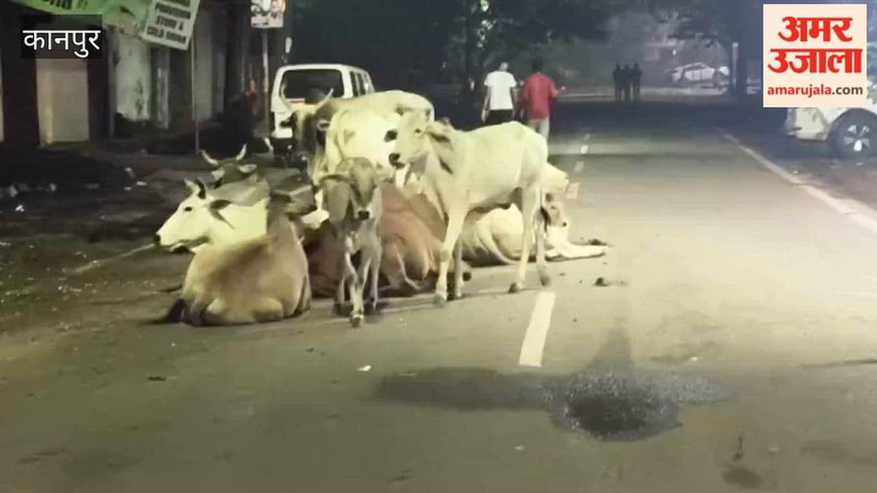 Kanpur: Stray cattle sitting in the middle of the road pose accident risk