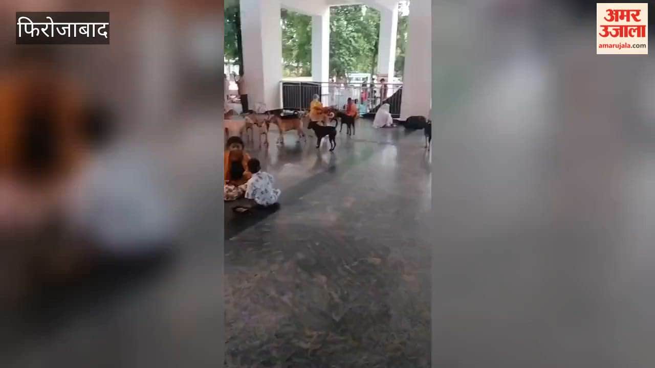 After monkeys, Tundla station now faces a menace of ferocious dogs; panic among passengers.