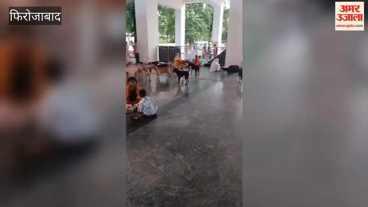 After monkeys, Tundla station now faces a menace of ferocious dogs; panic among passengers.