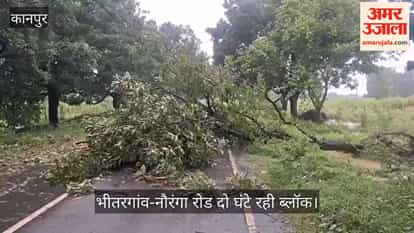 Kanpur Massive tree falls across the road due to continuous rain traffic resumes after villagers efforts