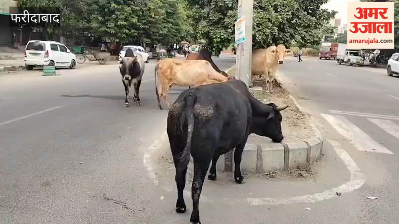 Risk of accidents due to stray animals in Faridabad