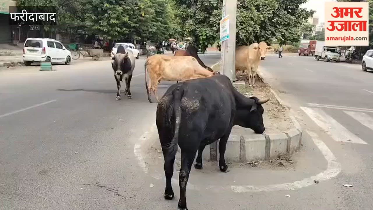 Risk of accidents due to stray animals in Faridabad