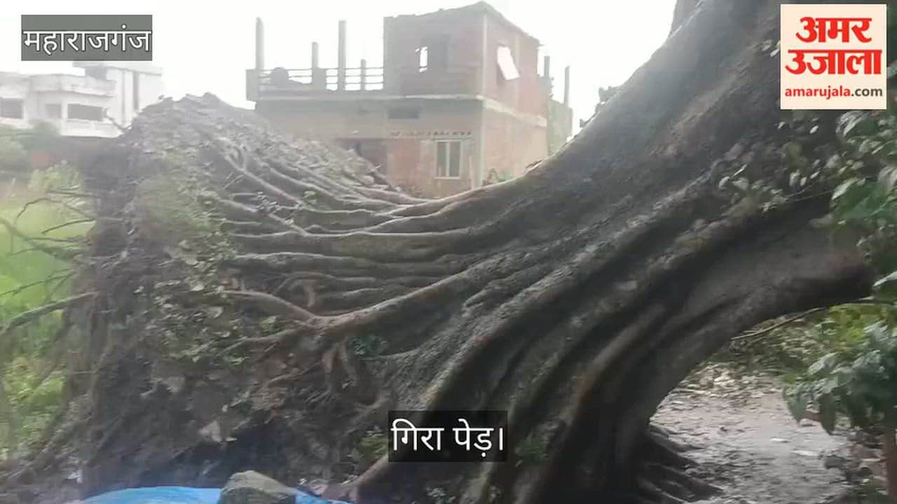 A massive old Peepal tree suddenly fell at midnight; a mishap was averted.