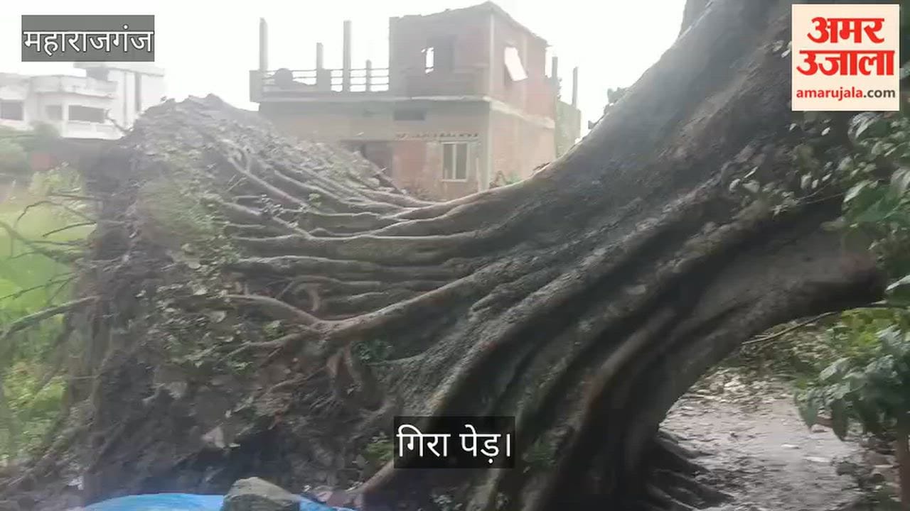 A massive old Peepal tree suddenly fell at midnight; a mishap was averted.