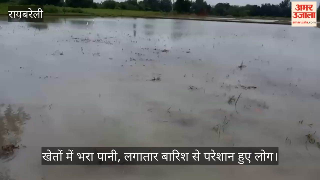 VIDEO: रायबरेली में बारिश से धान की फसल गिरी, खेतों में भरा पानी, लगातार बारिश से परेशान हुए लोग