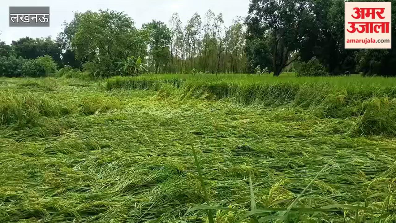 लखनऊ के माल क्षेत्र में बारिश से धान की फसल को नुकसान