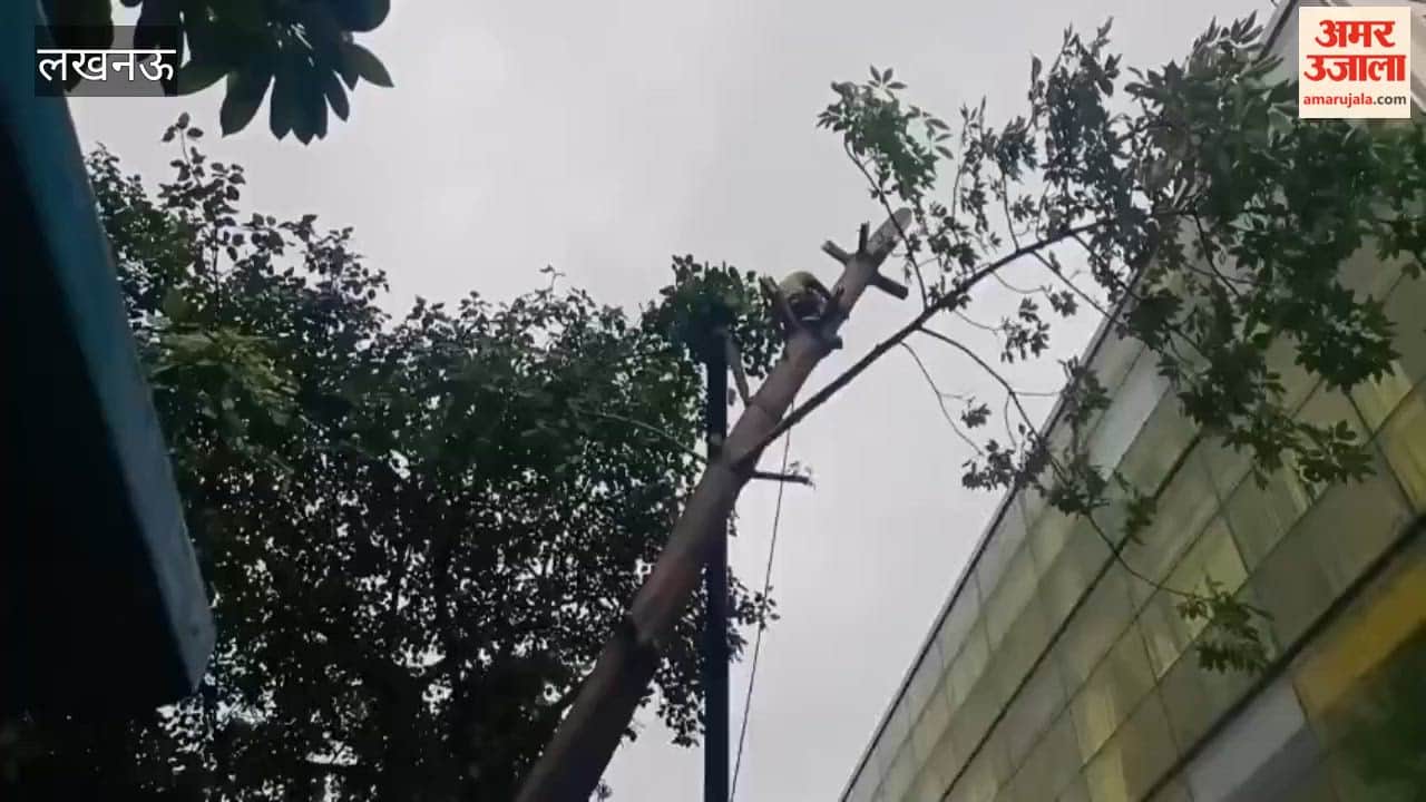 Trees fell in various areas of Lucknow due to rain