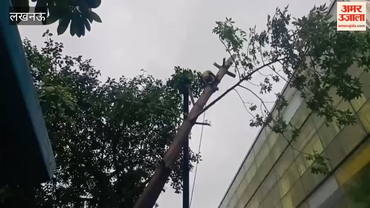 Trees fell in various areas of Lucknow due to rain